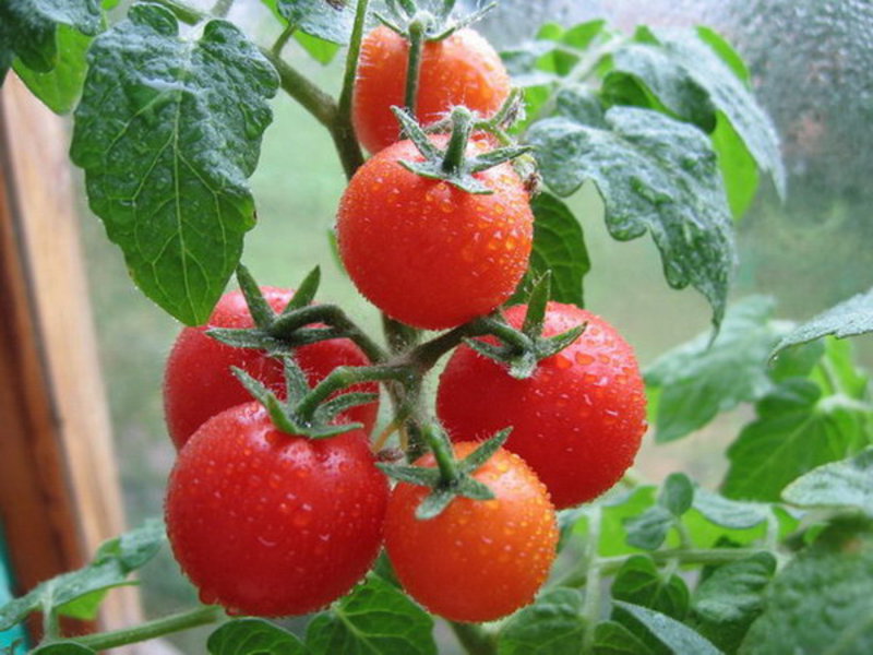 Kaip prižiūrėti pomidorų daigus