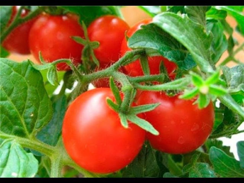 Zelfgekweekte tomaat