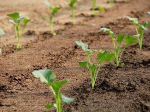 Metody pěstování zelí