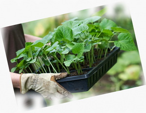 Πώς να προετοιμάσετε το έδαφος για σπορόφυτα λάχανου