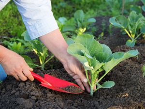 Mô tả phương pháp trồng và chăm sóc cải bẹ trắng