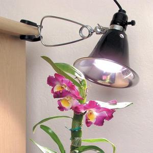 Verlichtingstips voor Phalaenopsis