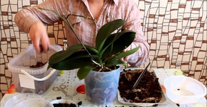 De nuances van Phalaenopsis-transplantatie thuis