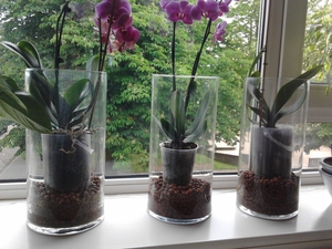 Особености на грижите за орхидеята Phalaenopsis след трансплантация