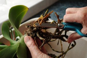 Instructies voor het correct snoeien van phalaenopsis