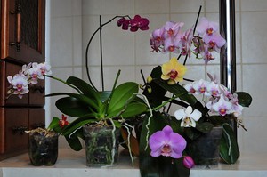Описание на особеностите на цъфтежа на Phalaenopsis и грижите за него