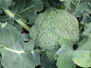 Wat zijn de soorten broccolikool