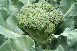 Cara menjaga anak benih brokoli