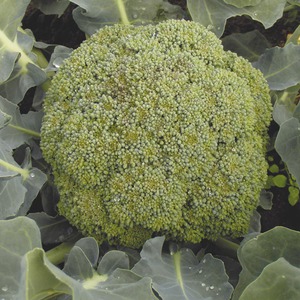 Brokolių auginimo taisyklės