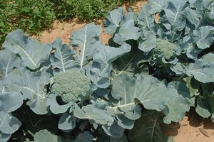 Răsaduri de varză de broccoli