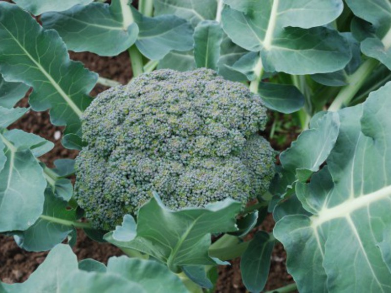 Variétés et hybrides de chou brocoli