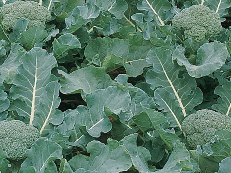 What conditions need to be created for broccoli cabbage