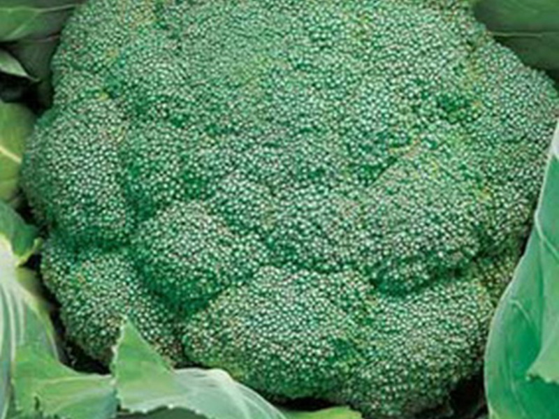 O que é especial sobre o repolho de brócolis