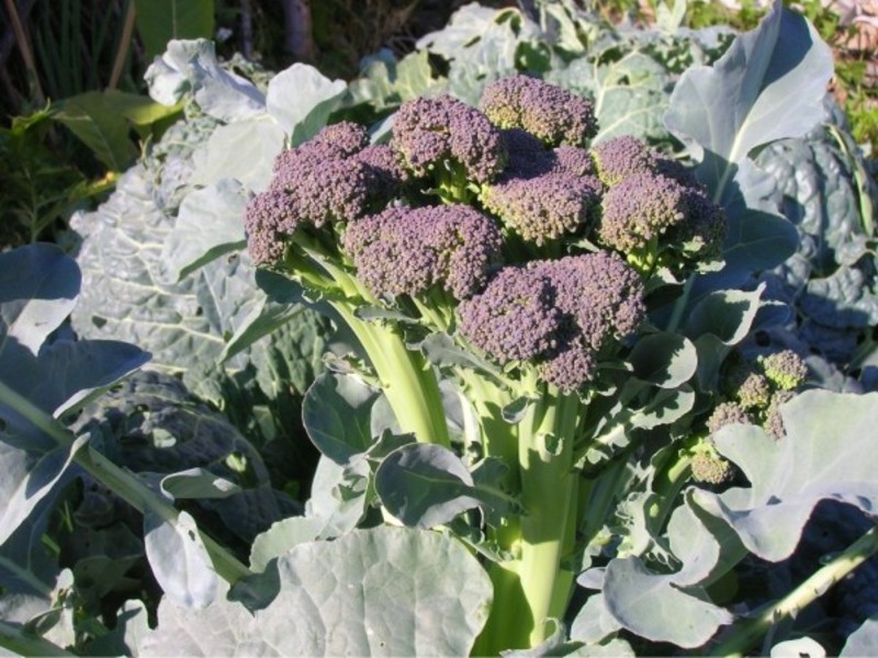 Come piantare correttamente i broccoli
