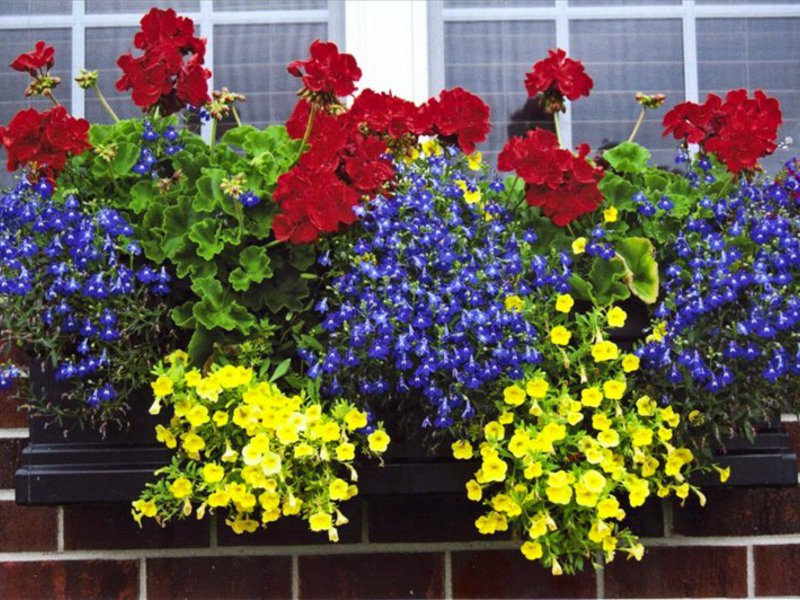 O varietate de flori pentru balcon