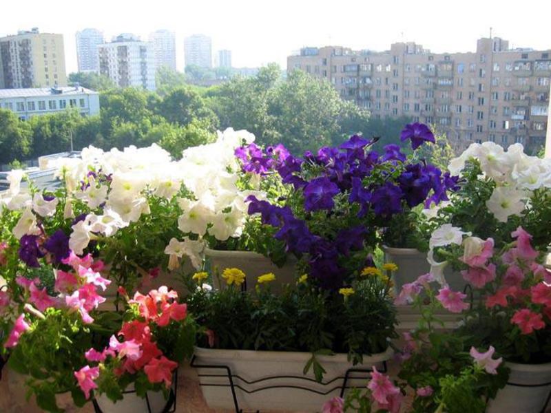 Květiny a keře na balkony