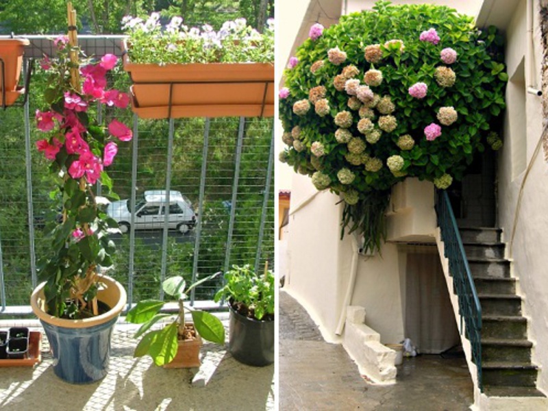 Flori minunate în decorarea balconului