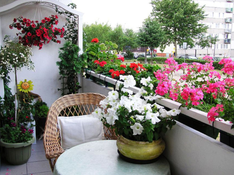 نباتات مزهرة للشرفات