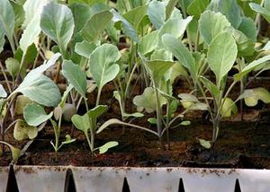 Χαρακτηριστικά της καλλιέργειας δενδρυλλίων λευκού λάχανου