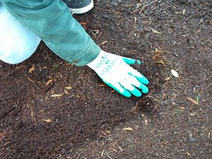 Нюанси на подготовката на почвата за засаждане на разсад
