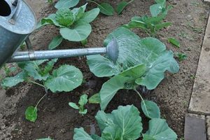 Lời khuyên từ những người làm vườn có kinh nghiệm về cách chăm sóc bắp cải trắng đúng cách