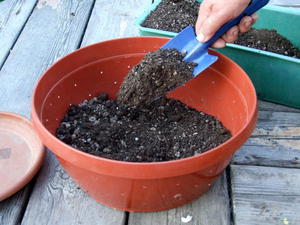 Процесът на подготовка на почвата за сеитба на семена от краставици