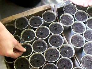 Описание на правилния метод на засяване на балконски семена от краставици