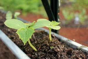 Съвети от опитни градинари за това как да трансплантирате разсад от краставици