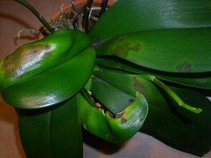 Орхидея Phalaenopsis - листата пожълтяват