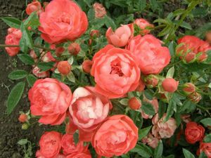 Bụi hoa hồng polyanthus đẹp.
