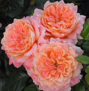 Hoa hồng Polyanthus
