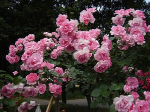 Trandafiri frumoși și parfumul lor îmbătător