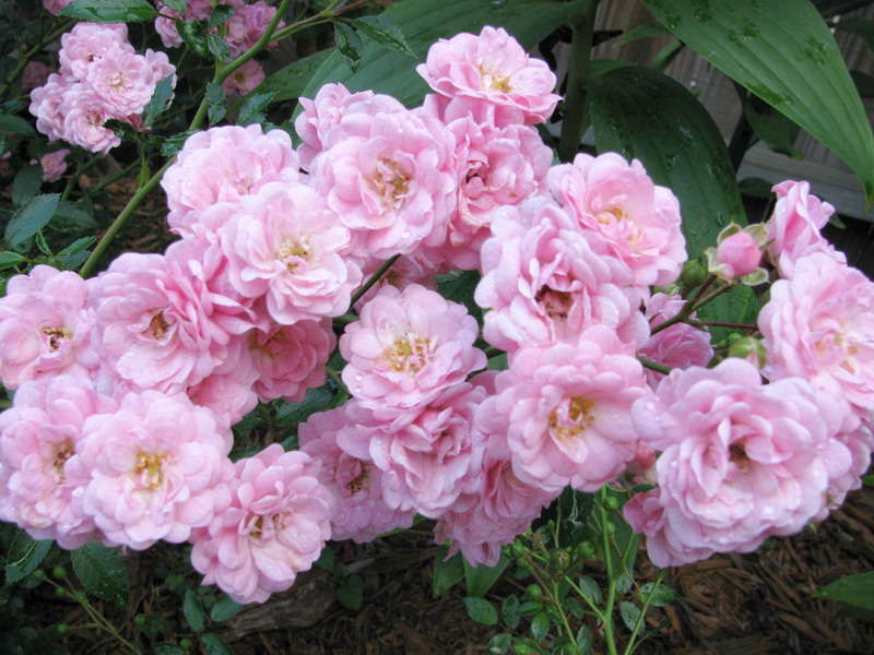 Polyanthus rose