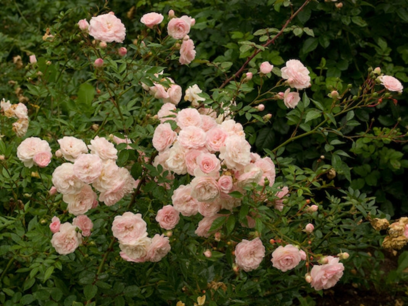 Làm thế nào để trồng một bông hồng polyanthus
