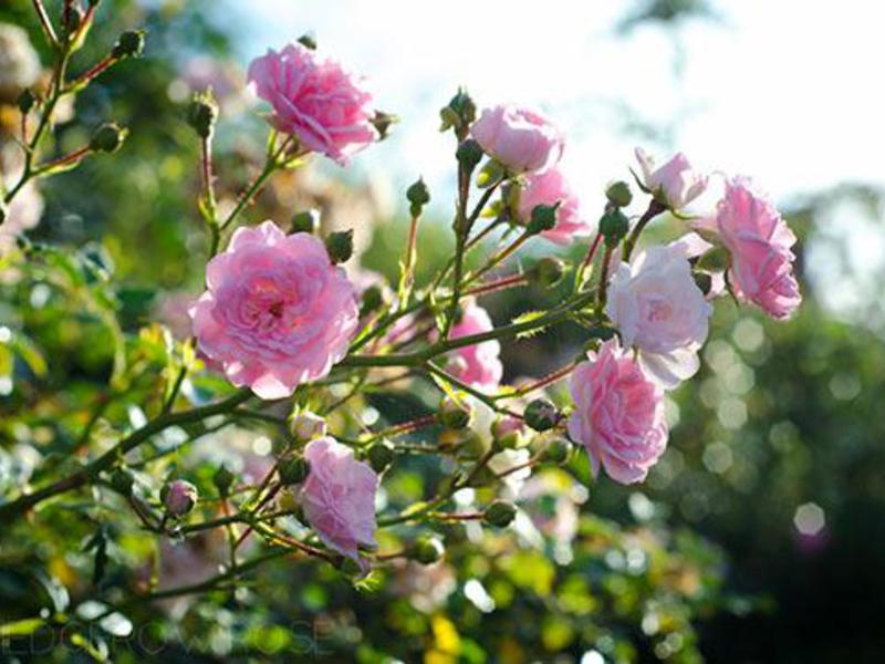 Cách tưới nước hoa hồng polyanthus