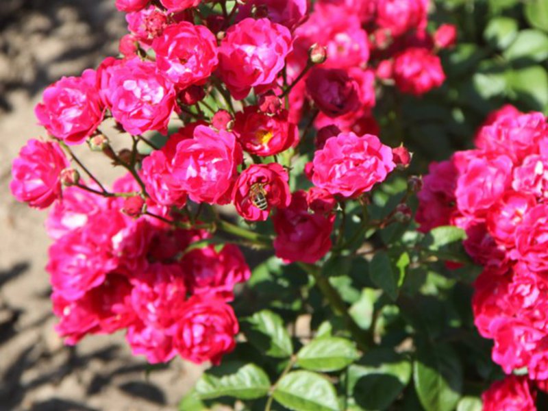 Phương pháp đặt chỗ cho hoa hồng polyanthus