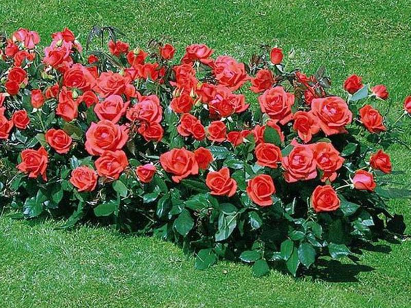 Bella varietà di rose polyanthus
