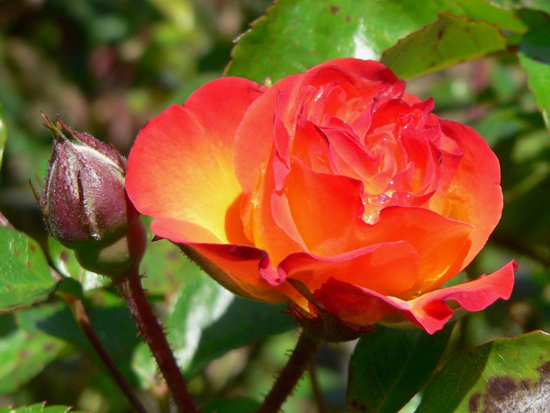 Come coltivare una rosa polyanthus