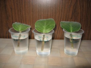 De nuances van groeiende viooltjes uit een blad in containers met water