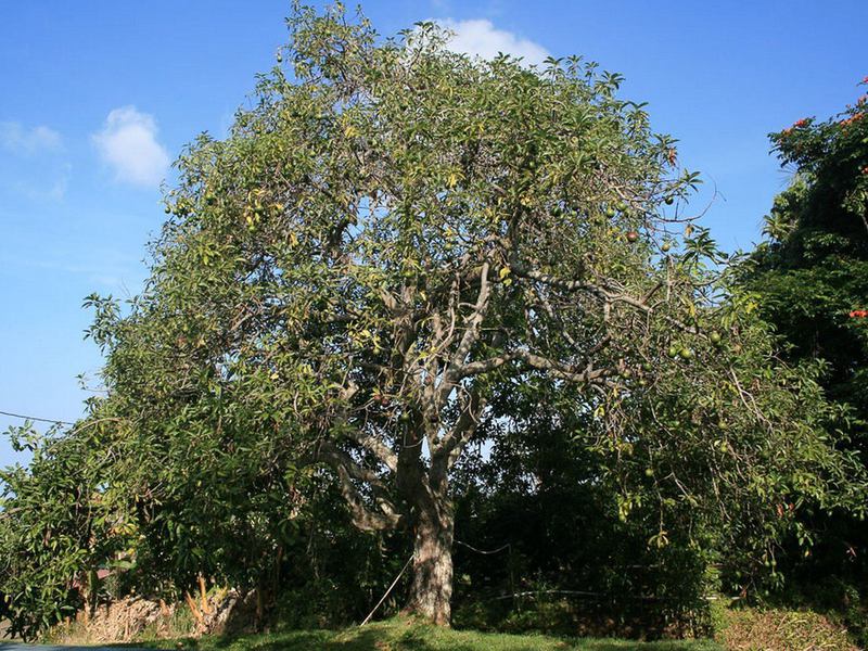 Карактеристике раста дрвета авокада