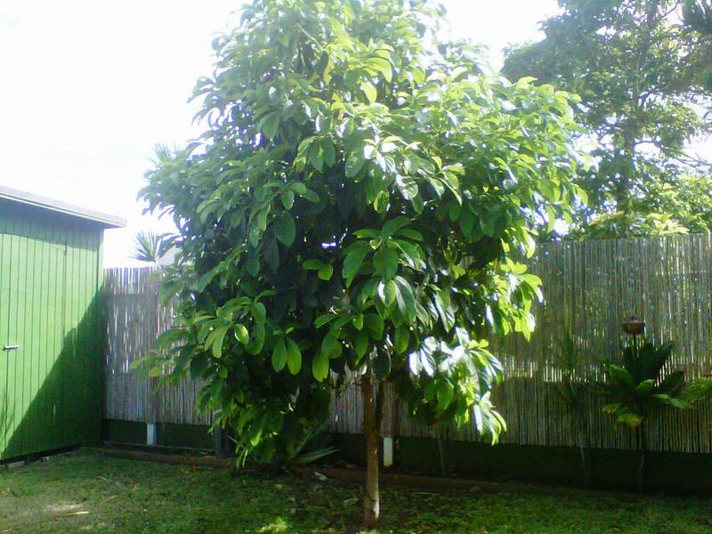 Kompetente Beratung zum Züchten eines Avocadobaums auf Ihrer Website