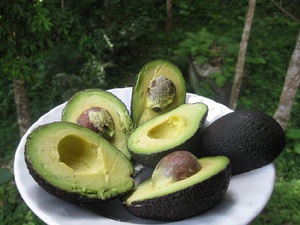 Liste over fordelagtige egenskaber ved avocadofrugter