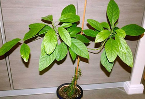 Description of the conditions for good avocado growth at home