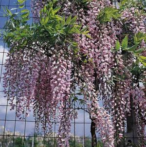 Καλλιέργεια wisteria
