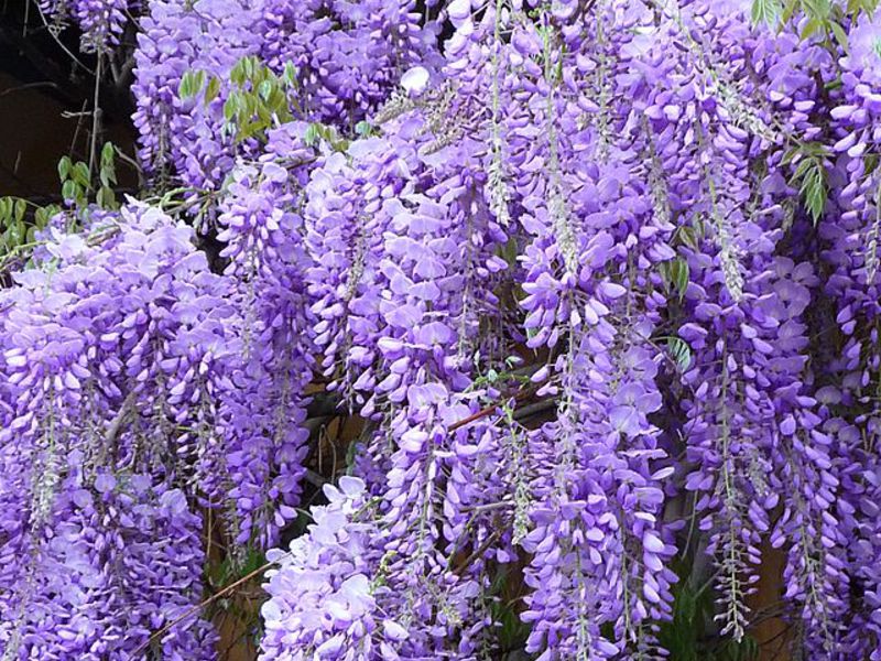 Ποια είναι η ιδιαιτερότητα της φροντίδας wisteria