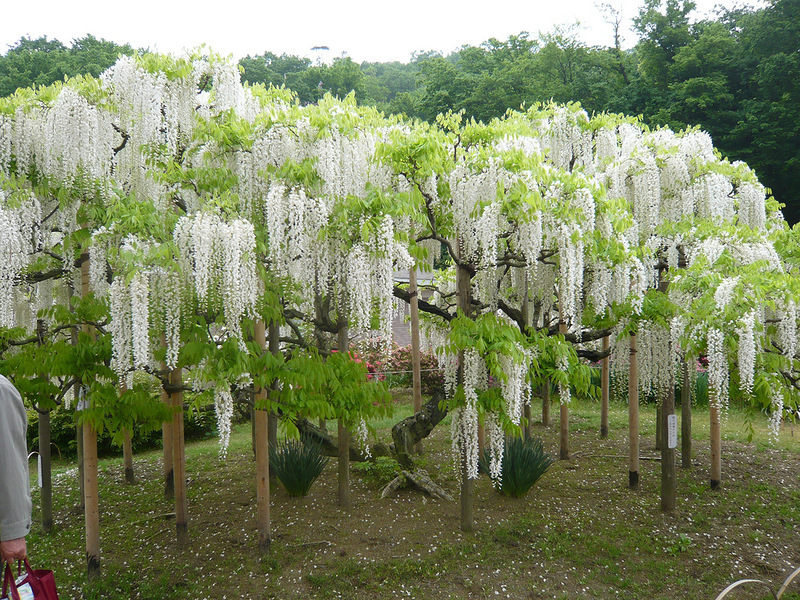 Ομορφιά wisteria