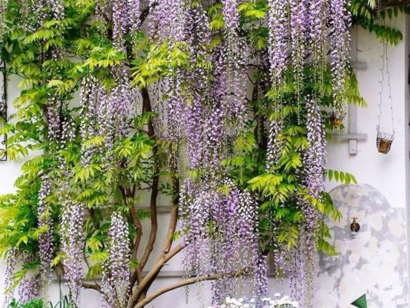 Καλλιέργεια wisteria