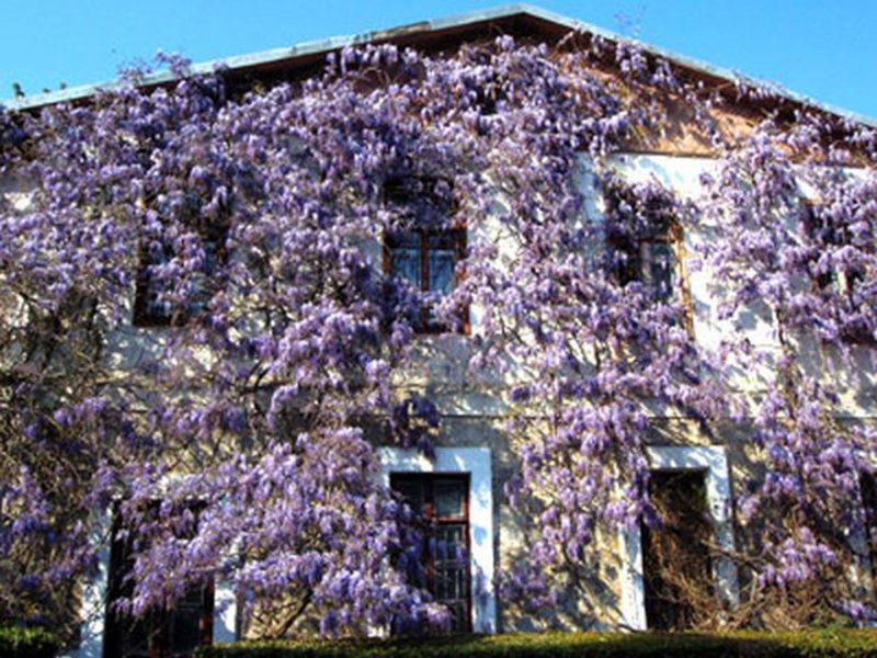 Δέντρο Wisteria στην αυλή του σπιτιού
