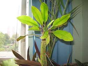 Euphorbia veteado blanco