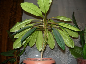 Variété de fleurs Euphorbia